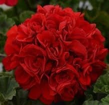 Elegant Flowering Plants, Geranium Deep Red Starter Plant, Beautiful Flowers