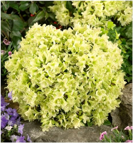 GrowOn Shrubs Dwarf Rhododendron Japonica 'Shamrock' | Evergreen Shrub | Outdoor Garden Ready Plant | Spring Flowering | Yellow Flowers