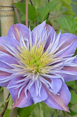 Clematis 'Crystal Fountain'