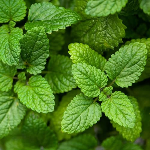 PREMIER SEEDS DIRECT - HERB Seeds - Lemon Balm - 1000 Seeds - Organic