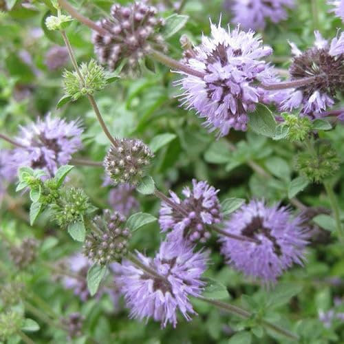 Plant World Seeds - Herb Pennyroyal Seeds (Herb Seeds)