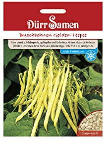 Dürr-Samen - Buschbohnen Golden Teepee Saatgut