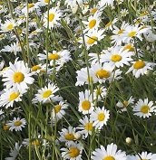 JustSeed - Wild Flower (British) - Oxeye Daisy - Leucanthemum vulgare - 50g Seed Bulk
