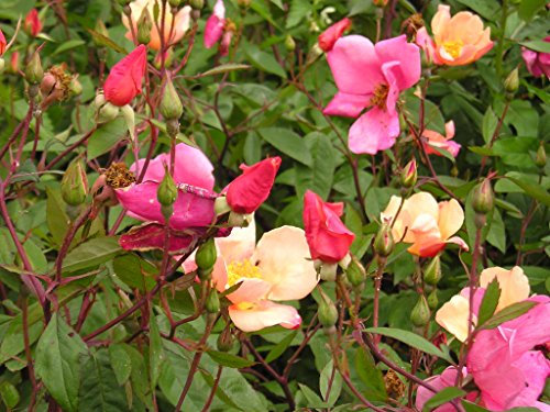 25 Couleurs mélangées Ailes d'ange miniature Rose Bush Mix Rosa Chinensis Semences