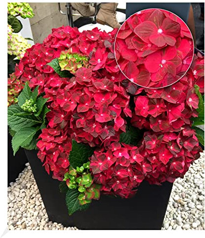 BALDUR Garten Freiland-Hortensie Ruby Tuesday 12 cm-Topf 1 Pflanze, Hydrangea macrophylla, winterhart, pflegeleicht, für Standort im Schatten geeignet, blühend