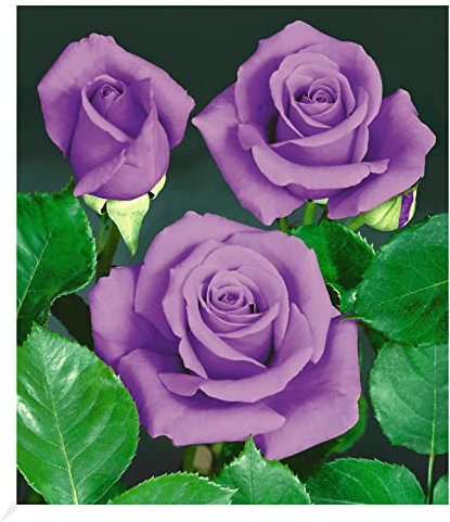 BALDUR Garten Rose Blue Saphir, 1 Pflanze, Beetrose winterhart, mehrjährig, blühend, Schnittblume, Rosa Hybride, Edelrose, robuste Pflanze, Rosen-Rarität