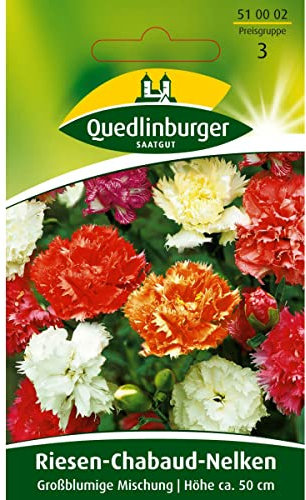 Riesen Chabaud-Nelken, Nelken, Dianthus caryophyllus, ca. 60 Samen