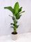 [Palmenlager] XL Strelitzia nicolai- Paradiesvogelblume - 160 cm - / Baumstrelitzia/mediterrane Pflanze