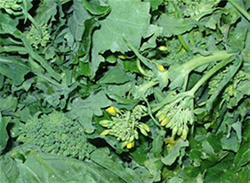 Italian Heirloom Heritage Brassica Green Sprouting Broccoli CIMA DI RAPA 100 Seeds. Certified French Organic Grower