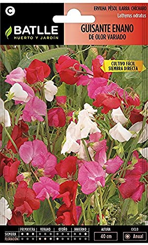 Semillas Batlle Guisante ENANO de olor vdo.
