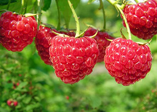 Grow Your secret garden Red Raspberry 20 Seeds - Sweet Variety
