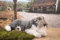 Kösener 6240 Zwergschnauzer liegend
