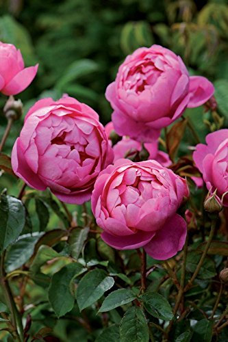 Englische Rose Royal Jubilee im 7 Liter Rosentopf