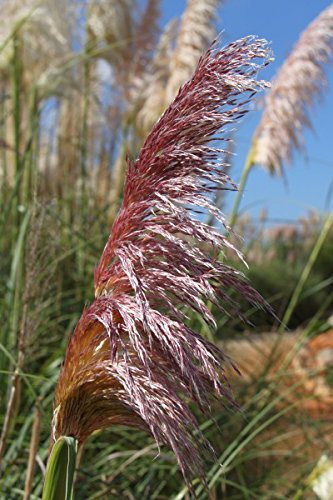 Herbe de la Pampa, Rose - Minimum 20 Graines