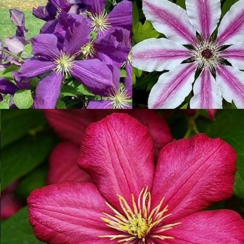 Selezione di Clematidi (3 Piante) - 3 Vasi da 1,5 litri (Piante Rampicanti - Clematis - Pianta Adulta - Resistenza al Freddo: Ottima) | Clematide Ville de Lyon-Nelly Moser-Jackmanii | ClematisOnline
