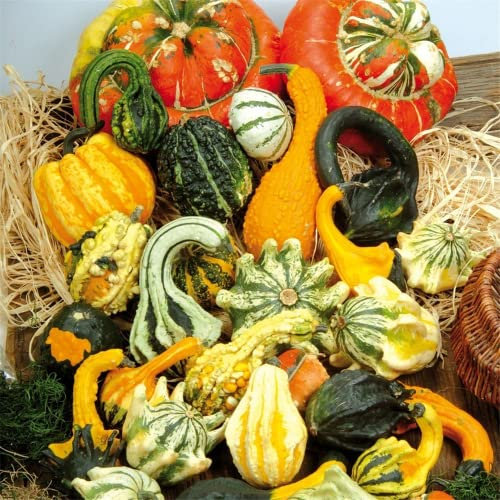 Kiepenkerl Zierkürbis Sonderformen