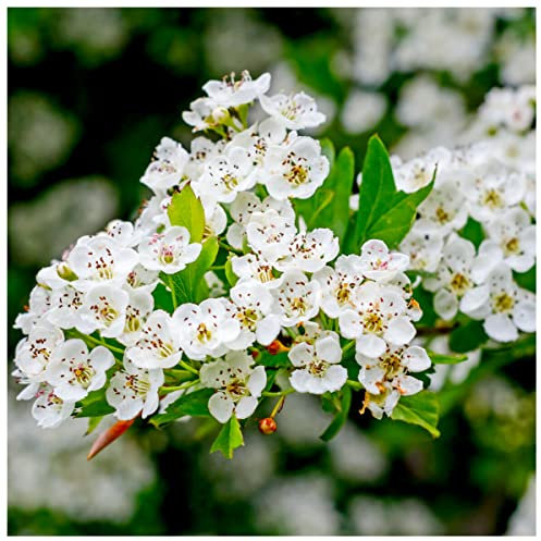 1 Hawthorn 2-3ft Hedging in 1L Pot,Plant,Whitethorn,Quickthorn,Thorny Native Hedge 3fatpigs®