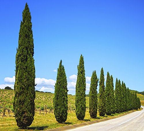 Cipresso mediterraneo - 20 SEME