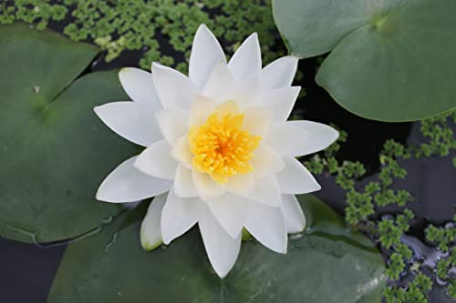 WASSERPFLANZEN WOLFF - Seerose im PFLANZKORB - Nymphaea (Pöstlingberg) Gladstoniana, weiß - winterhart - Seerose des Jahres 2012! - robust