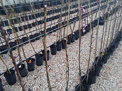 Albicocca Pellecchiella Pianta in Vaso Varietà Albicocca Pellecchiella - 1 Pianta