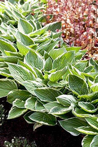 Hosta fortunei 'Patriot' Topfware – Winterhart, Mehrjährig, Pflegeleicht – Garten-Funkie – Staude für Beet & Schattenbeet