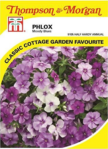 Thompson & Morgan - Flowers - Phlox Drummondii Moody Blues - 175 Seed