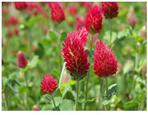 PREMIER SEEDS DIRECT - Green Manure - Crimson Clover - 40 GRAM Finest Seeds