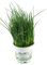 Planta de cebollino, Planta fresca, Allium schoenoprasum