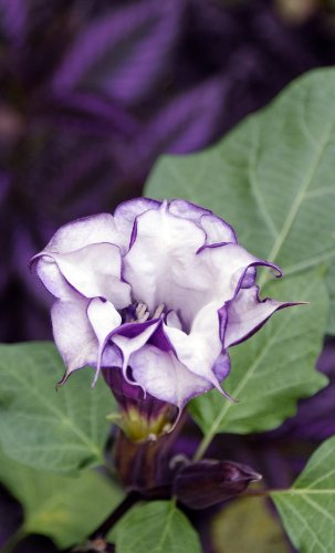 Seedeo Teufelstrompete (Datura metel) 10 Samen
