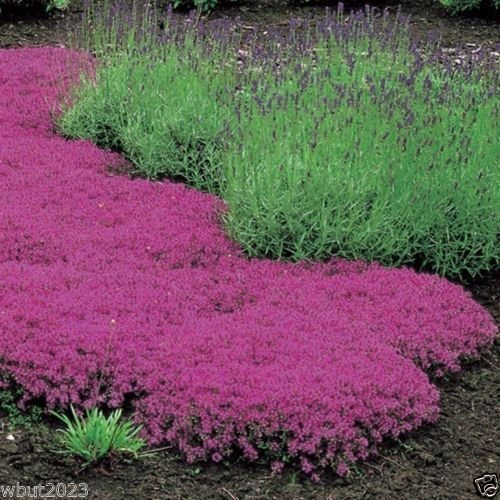 PinkdoseÂ Creeping Thyme Seeds - Magic Carpet - Thymus Serpyllum- Perennial Ground Cover !