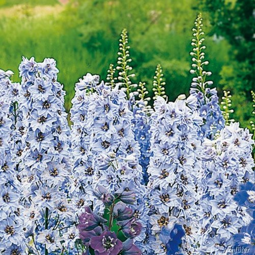 GARTEN SCHLÜTER® Rittersporn 'Blue Jay'