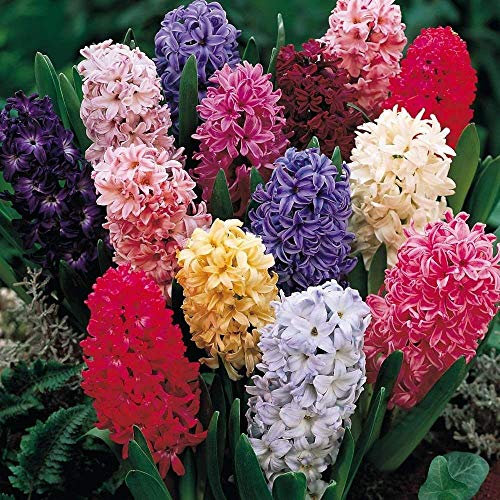 Value Pack 10 Bedding Hyacinth Bulb Mixed Colours WPC Prins Quality Spring Bulbs