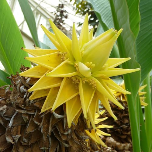 YouGarden Chinese Banana Plant, Musella Lasiocarpa, 30cm Tall in 9cm Pot, Garden Ready Established Banana Plants for Gardens, Exotic Plants for UK Gardens Mediterranean Plant in Pots