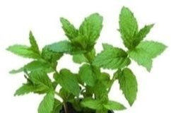 JustSeed - graines fines herbes Menthe poivr e Mentha piperita 100 graines Petit Lot