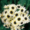 Italianos girasol blanco 20 semillas, 750 mg