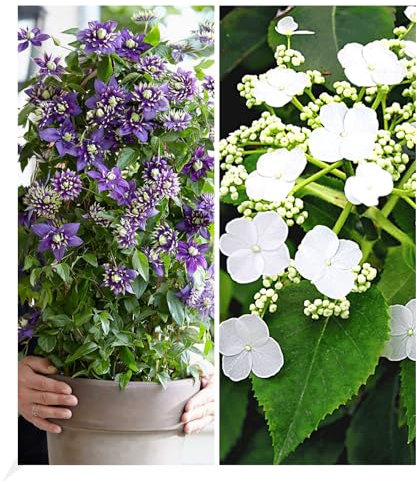 BALDUR Garten Winterharte Kletterpflanzen Kollektion, 1 Kletterhortensie Hydrangea und 1 Clematis Taiga®, 2 Pflanzen, bienenfreundlich und schmetterlingsfreundlich, blühend