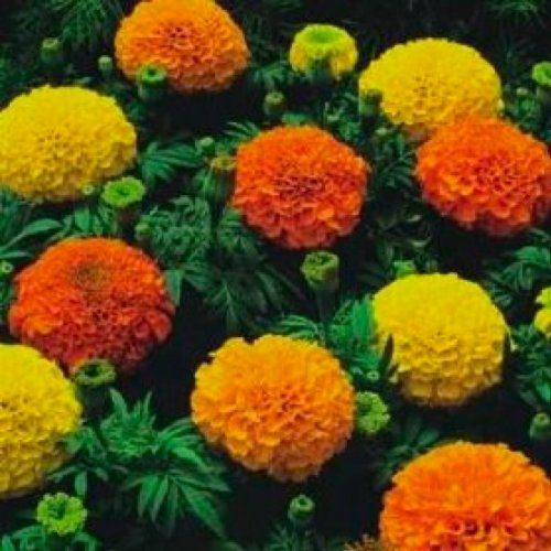 PREMIER SEEDS DIRECT - African Marigold - CRACKERJACK Mixed - 1900 Flower Seeds