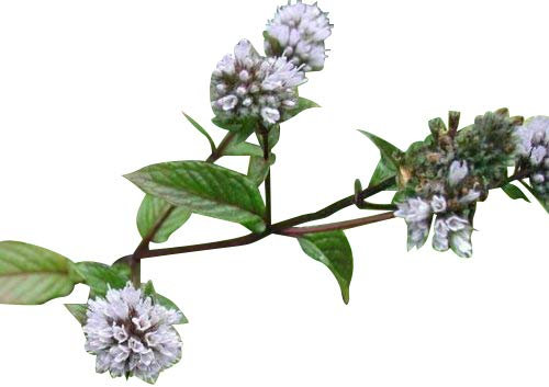Menta - Menta auténtica (Mentha × piperita) aprox. 100 semillas - Té delicioso para plantar