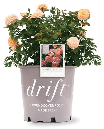 Apricot Drift Rose (2 Gallon) Flowering Ground Cover Roses with Apricot Blooms - Full Sun Live Outdoor Plant - Drift Ground Cover Roses
