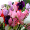 Seekay - Pois de Senteur - Mammouth Mélangées - Environ 230 Graines - Lathyrus
