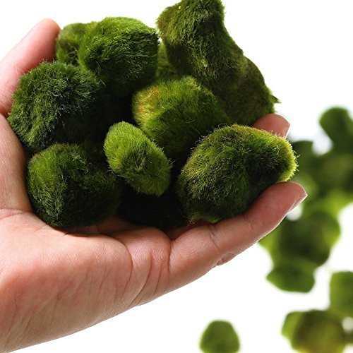 10 géant Living Aegagropila Linnaei boules de mousse (~ 5,1 cm) + 1 petite Aegagropila Linnaei gratuit. Live Cladophora Aquarium Plante aquatique pour réservoir Poisson ou de crevettes, 8–15 ans, pour Discus Betta Décoration Ornement Cristaux crevette Rouge cerise moins chers Diffuseur CO2 Fougère Java de Noël Plante où acheter CE que est Comment faire Évoluer Algues japonais Japon Aegagropila Terrarium bonsaï animaux Easy Home Anubias Air Rare Ada Récif de corail à l'eau salée Brackish Plante