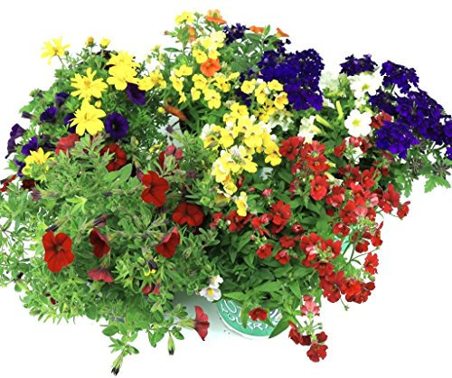 Sommer Blumen Set Nr.1, 3 bunte Beet und Balkonblumen (z.b. Zauberglöckchen, Verbenen, Mini Petunien, Elfenspiegel.....)