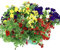 Sommer Blumen Set Nr.1, 3 bunte Beet und Balkonblumen (z.b. Zauberglöckchen, Verbenen, Mini Petunien, Elfenspiegel.....)