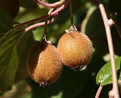 Actinidia deliciosa 'Hayward' 60–100 cm – Winterhart, Mehrjährig – Kiwi – Kletterpflanze für Pergola & Rankhilfe