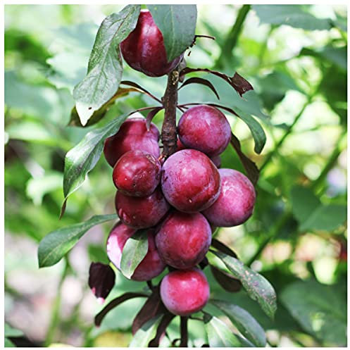 Dwarf Patio Victoria Plum Tree, in a 6L Pot, Miniature & Self-Fertile 3fatpigs®