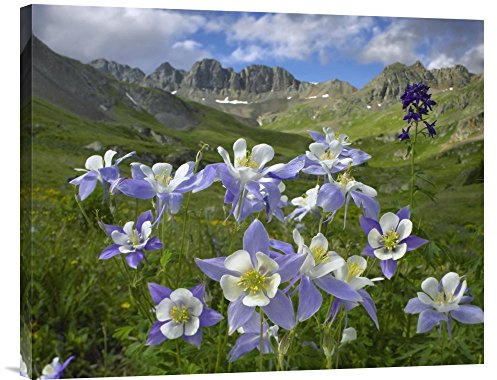 Global Gallery Budget GCS-396507-2228-142 Tim Fitzharris Blue Columbine Meadow at American Basin Colorado Gallery Wrap Giclee on Canvas Print Wall Art