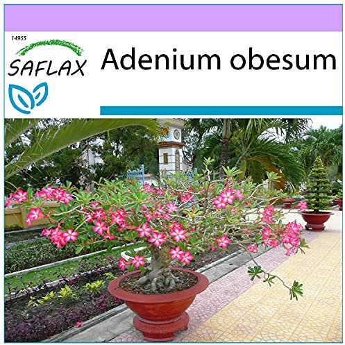SAFLAX - Rose du désert - 8 graines - Adenium obesum