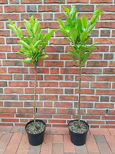 Pflanzen Böring 2 Stück Kirschlorbeer-Stämmchen, Prunus l. Rotundifolia (Höhe: 120-130 cm), immergrün und winterhart + Dünger