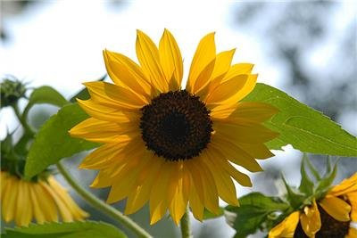 De girasol, semillas de girasol Negro aceite, orgánicos, NO OGM, 25 semillas