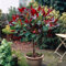 YouGarden Photinia 'Little Red Robin' Standard Tree (Approximately 65-90cm Incl. 3L Pot). Photinia Red Robin Tree in Pot Ready to Plant. Trees Outdoor Garden Ready. Trees for Garden